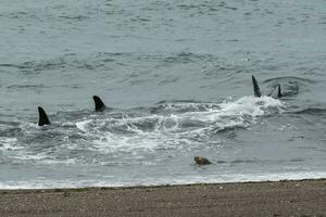 Orca Patagonia , Argentina photo