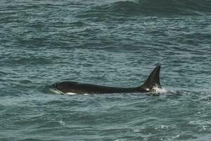 orcas patrullando el patagón costa,puerto Madryn, Patagonia, argentina foto