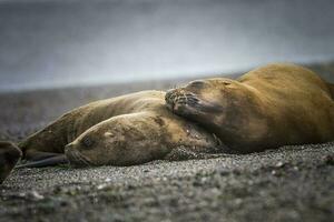 Females  sea lion,resting on the beach, Peninsula Valdes, Patagonia photo