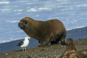 Sea lion, adult male, in breeding colony,Patagonia, Argentina photo