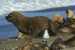 Sea lion, adult male, in breeding colony,Patagonia, Argentina photo