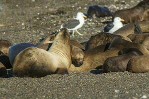 Females  sea lion,resting on the beach, Peninsula Valdes, Patagonia photo