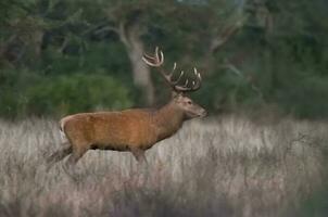 Red Deer in calden forest environment, Pampas, Argentina photo