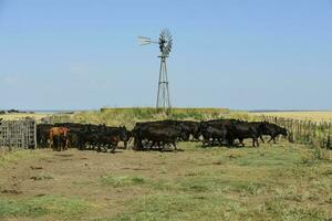 Cows in the cow pen , Argentine meat production photo