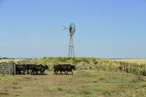 vacas en el vaca bolígrafo , argentino carne producción foto