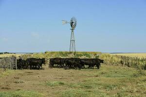 vacas en el vaca bolígrafo , argentino carne producción foto