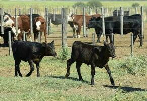 novillos y novillas elevado con natural césped, argentino carne producción foto