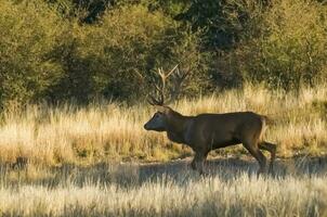 Red Deer in calden forest environment, Pampas, Argentina photo