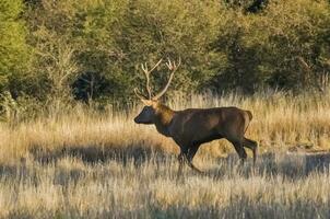 Red Deer in calden forest environment, Pampas, Argentina photo