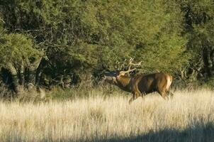 rojo ciervo en caldén bosque ambiente, pampa, argentina foto