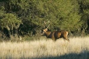 rojo ciervo en caldén bosque ambiente, pampa, argentina foto