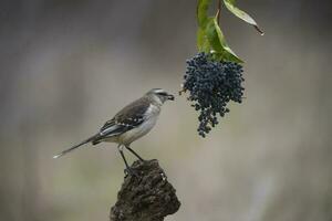 White banded mokingbird,eating wild grapes, Paagonia forest, Argentina photo