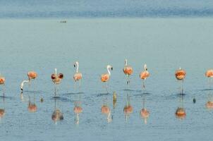 rebaño de rosado flamencos en un salado laguna, patagonia, argentina foto