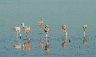 Flock of pink flamingos in a salty lagoon,Patagonia, Argentina photo