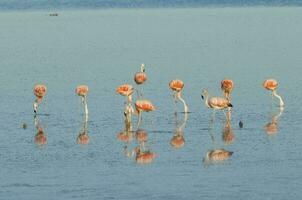 Flock of flamingos in a salty lagoon,Patagonia, Argentina photo