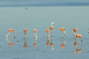 rebaño de rosado flamencos en un salado laguna, patagonia, argentina foto