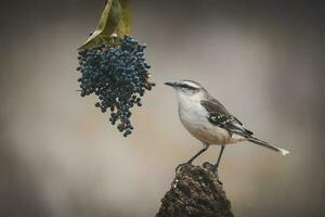 White banded mokingbird,eating wild grapes, Paagonia forest, Argentina photo