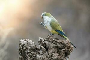 Parakeet,feeding on seeds, Patagonia, Argentina photo