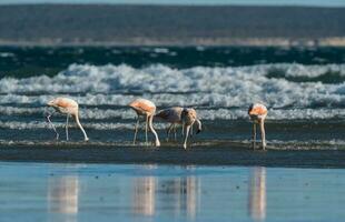 Flamingos in seascape,Patagonia, Argentina photo