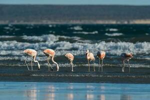 flamencos en paisaje marino, patagonia, argentina foto