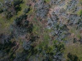 Pampas forest, La Pampa, Patagonia, Argentina photo