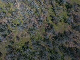 Pampas forest, La Pampa, Patagonia, Argentina photo