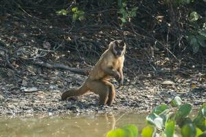 marrón a rayas copetudo capucho mono,pantanal,brasil foto