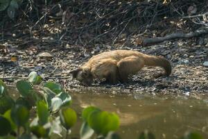 Brown striped tufted capuchin monkey,Pantanal,Brazil photo