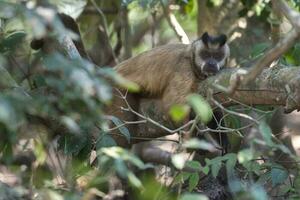 Brown striped tufted capuchin monkey,Pantanal,Brazil photo