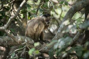 Brown striped tufted capuchin monkey,Pantanal,Brazil photo