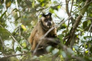 Brown striped tufted capuchin monkey,Pantanal,Brazil photo