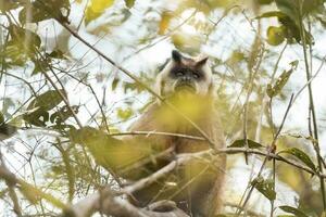 Brown striped tufted capuchin monkey,Pantanal,Brazil photo