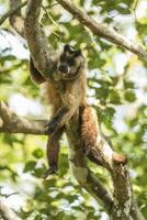 Brown striped tufted capuchin monkey,Amazon jungle,Brazil photo