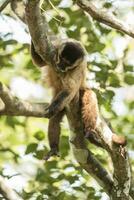 marrón a rayas copetudo capucho mono, amazon selva,brasil foto