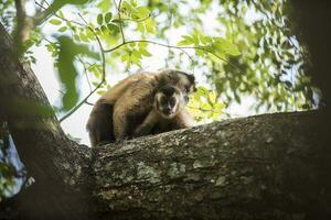 Brown striped tufted capuchin monkey,Pantanal,Brazil photo