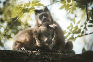 Brown striped tufted capuchin monkey,Amazon jungle,Brazil photo