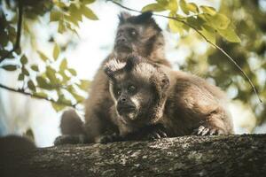 Brown striped tufted capuchin monkey,Amazon jungle,Brazil photo