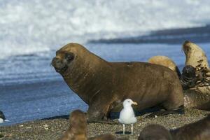 Sea lion, adult male, in breeding colony,Patagonia, Argentina photo