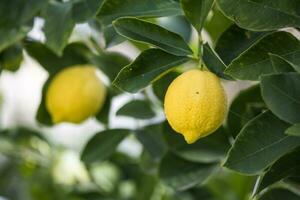 Lemons from orchard in the lemon tree,Patagonia photo