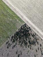 Aerial landscape of cows in the field,Buenos Aires, Argentina photo