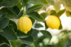 Lemons from orchard in the lemon tree,Patagonia photo