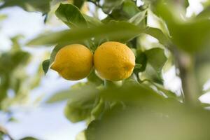 limones desde huerta en el limón árbol,patagonia foto