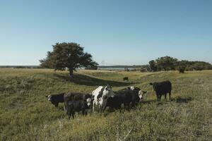 Dairy cows in Argentine countryside,Patagonia photo