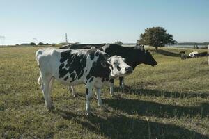 Dairy cows in Argentine countryside,Patagonia photo