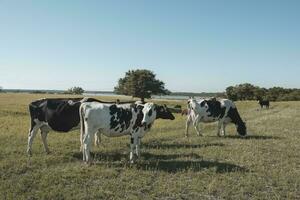 lechería vacas en argentino campo,patagonia foto