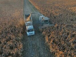 Harvest in the Argentine countryside, Pampas, Argentina photo