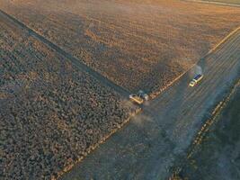 cosecha en el argentino campo, pampa, argentina foto