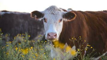 Steers and heifers raised with natural grass, Argentine meat production photo