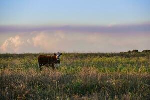 Steers and heifers raised with natural grass, Argentine meat production photo