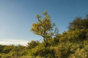 Calden forest, bloomed in spring,La Pampa,Argentina photo